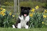 AKITA AMERICAIN 459